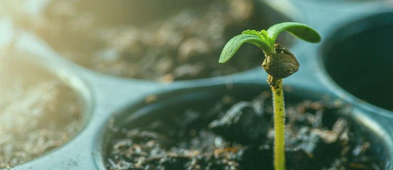 Tout ce qu’il faut savoir sur les semis du cannabis